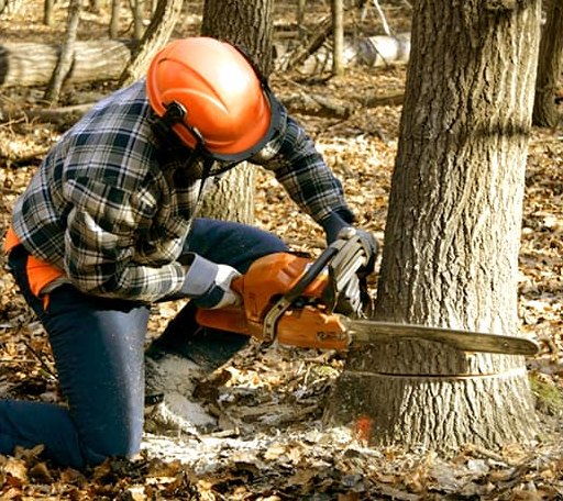 Tree Removal in Grottoes, VA